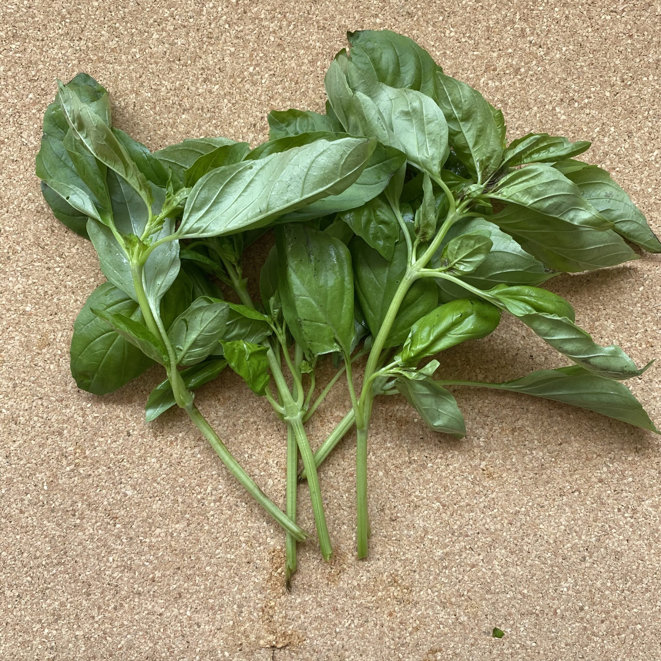 Albahaca verde, manojo de 100 g