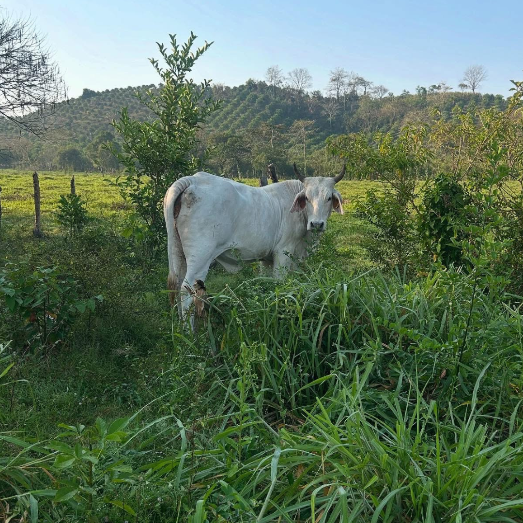 Paquete taquero Rancho Raudal, 500 g - Imagen 2